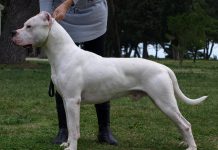 The Dogo Argentino is a large and muscular dog breed developed in Argentina during the 1920s for hunting big game. Although the dogs are affectionate and loyal to their human family, poorly socialized and trained dogs can be aggressive with other people and dogs. (Photo via Pixabay)