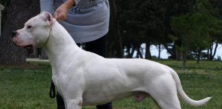 The Dogo Argentino is a large and muscular dog breed developed in Argentina during the 1920s for hunting big game. Although the dogs are affectionate and loyal to their human family, poorly socialized and trained dogs can be aggressive with other people and dogs. (Photo via Pixabay)