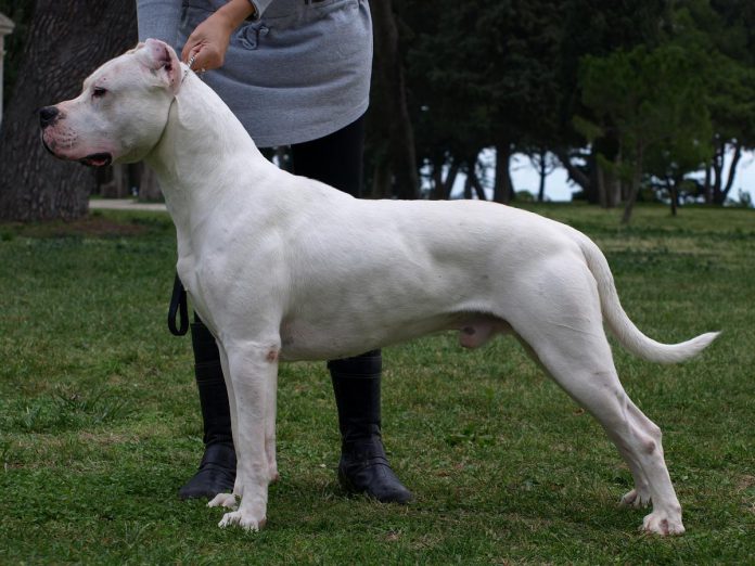 The Dogo Argentino is a large and muscular dog breed developed in Argentina during the 1920s for hunting big game. Although the dogs are affectionate and loyal to their human family, poorly socialized and trained dogs can be aggressive with other people and dogs. (Photo via Pixabay)