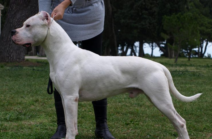 Cobourg police charge 57-year-owner after dog bite incident on September 1 The Dogo Argentino is a large and muscular dog breed developed in Argentina during the 1920s for hunting big game. Although the dogs are affectionate and loyal to their human family, poorly socialized and trained dogs can be aggressive with other people and dogs. (Photo via Pixabay)
