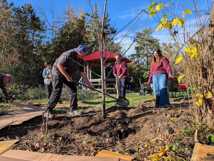 Ernie Adams of Charlotte Products and Cabinetree's Laurel Angel and Amelia Morris joined GreenUP for a Trans Canada Trail tree planting at GreenUP's Ecology Park in October 2025. Both businesses are Green Economy Peterborough and Peterborough and Kawarthas Chamber of Commerce members that have made sustainability part of their mandate, which is a commitment employers increasingly link to employee pride and retention. (Photo: Tegan Moss / GreenUP)
