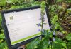 The 2026 Great Canadian Bioblitz happens from September 18 to 27, with observations recorded through the iNaturalist program. There's no cost to create an iNaturalist account or download the app, pictured in use here. GreenUP and the Peterborough Field Naturalists are hosting a kick-off to the Great Canadian Bioblitz at Ecology Park on Saturday, September 19. (Photo: Hayley Goodchild / GreenUP)