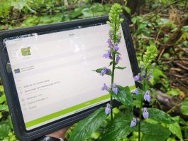 The 2026 Great Canadian Bioblitz happens from September 18 to 27, with observations recorded through the iNaturalist program. There's no cost to create an iNaturalist account or download the app, pictured in use here. GreenUP and the Peterborough Field Naturalists are hosting a kick-off to the Great Canadian Bioblitz at Ecology Park on Saturday, September 19. (Photo: Hayley Goodchild / GreenUP)