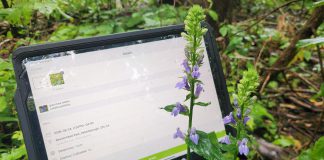The 2026 Great Canadian Bioblitz happens from September 18 to 27, with observations recorded through the iNaturalist program. There's no cost to create an iNaturalist account or download the app, pictured in use here. GreenUP and the Peterborough Field Naturalists are hosting a kick-off to the Great Canadian Bioblitz at Ecology Park on Saturday, September 19. (Photo: Hayley Goodchild / GreenUP)