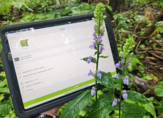 Grow your ecological literacy by getting to know the species in your own backyard The 2026 Great Canadian Bioblitz happens from September 18 to 27, with observations recorded through the iNaturalist program. There's no cost to create an iNaturalist account or download the app, pictured in use here. GreenUP and the Peterborough Field Naturalists are hosting a kick-off to the Great Canadian Bioblitz at Ecology Park on Saturday, September 19. (Photo: Hayley Goodchild / GreenUP)