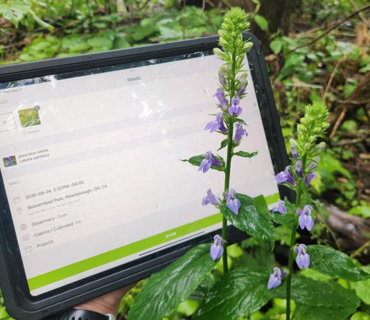 The 2026 Great Canadian Bioblitz happens from September 18 to 27, with observations recorded through the iNaturalist program. There's no cost to create an iNaturalist account or download the app, pictured in use here. GreenUP and the Peterborough Field Naturalists are hosting a kick-off to the Great Canadian Bioblitz at Ecology Park on Saturday, September 19. (Photo: Hayley Goodchild / GreenUP)