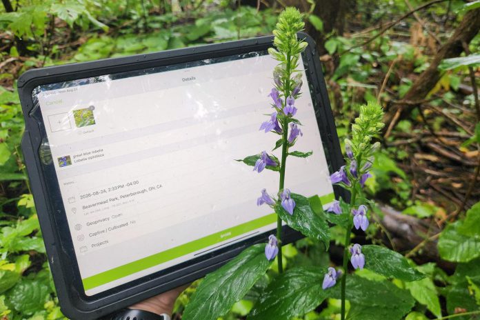 The 2026 Great Canadian Bioblitz happens from September 18 to 27, with observations recorded through the iNaturalist program. There's no cost to create an iNaturalist account or download the app, pictured in use here. GreenUP and the Peterborough Field Naturalists are hosting a kick-off to the Great Canadian Bioblitz at Ecology Park on Saturday, September 19. (Photo: Hayley Goodchild / GreenUP)