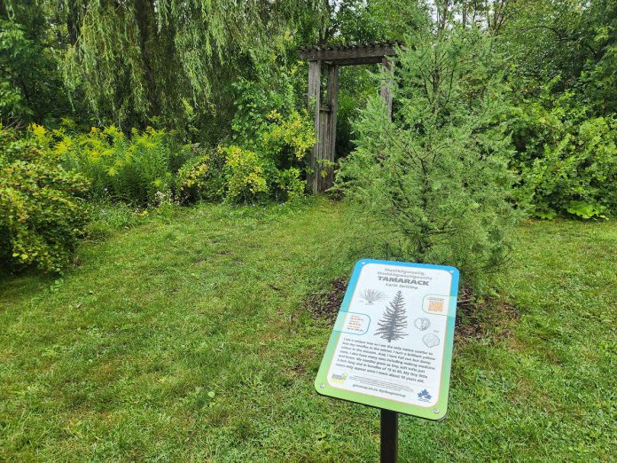 How many species are in this photo taken at GreenUP Ecology Park? (Hint: there are dozens!) Learning to see specificity in a sea of green is an important step toward building ecological literacy. (Photo: Hayley Goodchild / GreenUP)