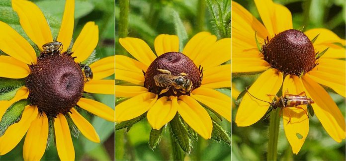 This backyard black-eyed Susan received many insect visitors in less than five minutes, including the goldenrod soldier beetle (far right), which pollinates a wide variety of native plants and overwinters in leaf litter. (Photos: Hayley Goodchild / GreenUP)
