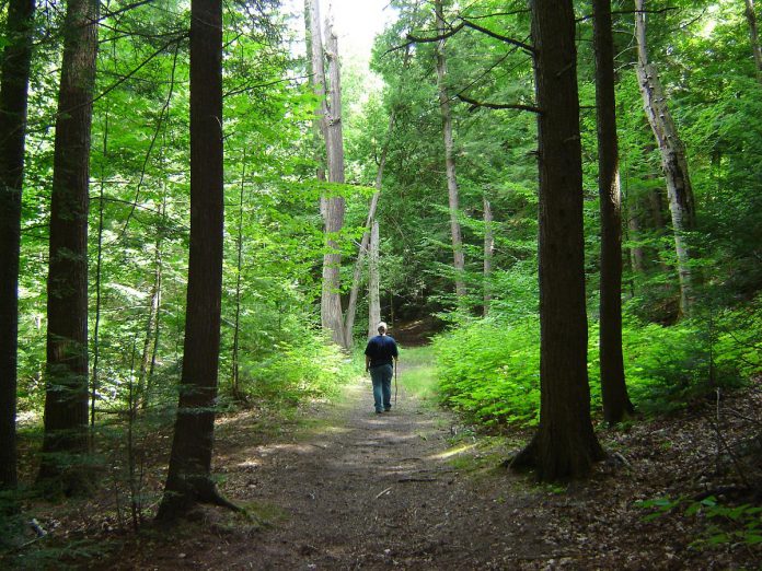Managed by Ganaraska Conservation, the Ganaraska Forest is southern Ontario's largest contiguous forest at 11,000 acres (4,452 hectares), straddling Northumberland and Peterborough counties, Kawartha Lakes, and Durham Region. The forest offers hundreds of kilometres of trails for year-round activities including hiking, mountain biking, horseback riding, cross-country skiing, snowshoeing, and nature appreciation. (Photo: Ganaraska Conservation)