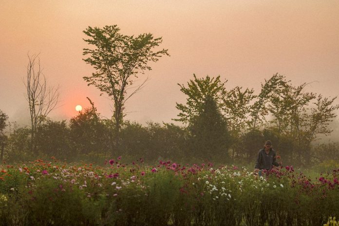 There are still a few weeks left to book a pick-your-own experience at Sanctuary Flower Fields, located in the Township of Selwyn. On a 69-acre family farm, Convery has grown cosmos, dahlias, marigolds, snapdragons, cornflowers, sunflowers, and many more specialty annuals. (Photo: Mary Zita Payne Photography)