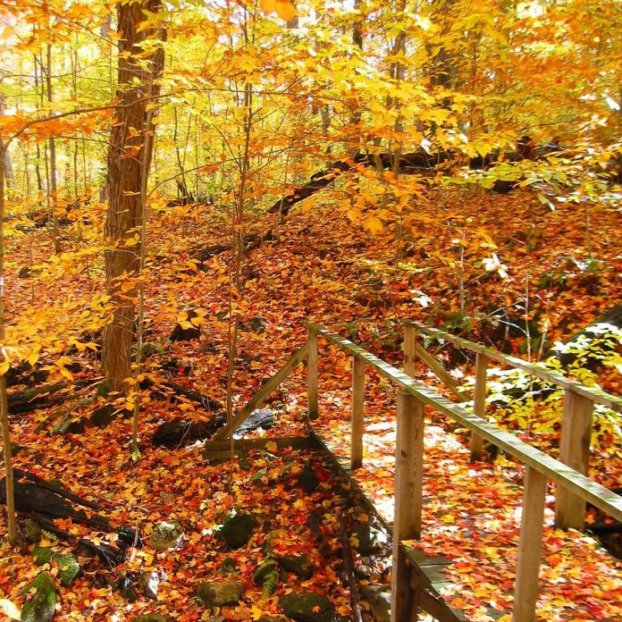 Explore one of Ontario's oldest forests at Peter's Woods Provincial Park in Northumberland County. Located between Cobourg and Roseneath in the Oak Ridges Moraine, the nature reserve is home to oak and maple trees that are at least 400 years old. A short one-kilometre trail is rich with fallen and dead trees, and an understory alive with ferns, fungi, and plant life. (Photo: Kawarthas Northumberland / Facebook)