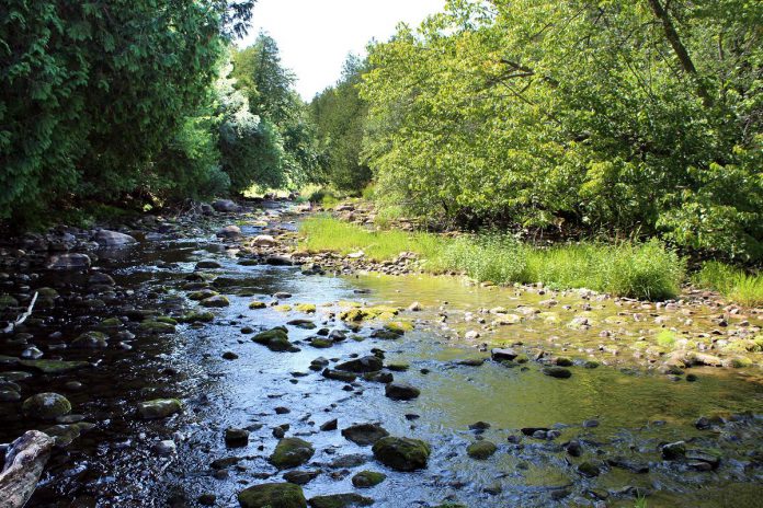 Jackson Creek Trail is a popular trail located in the City of Peterborough. Those looking to view the fall colours can head west from Jackson Park to follow the scenic trail of forest, valleys, and wetlands abundant with wildlife and plant life. The trail links to the Kawartha Trans Canada Trail in the west and the Peterborough Trans Canada Trail in the southeast. (Photo: Otonabee Conservation)
