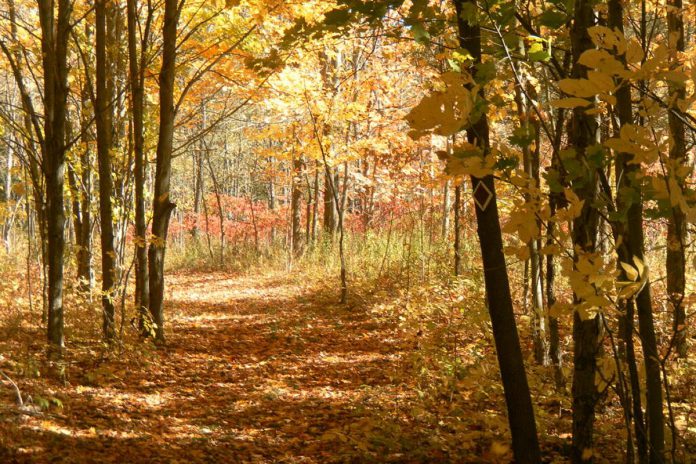 Managed by the Kawartha Land Trust, the Stony Lake Trails are a 10-kilometre network of trails in North Kawartha that follow along Stony Lake. One of the most popular trails is the Red Trail, a 1.5-kilometre trail that has many side trails and views of the lake. (Photo: Kawartha Land Trust)