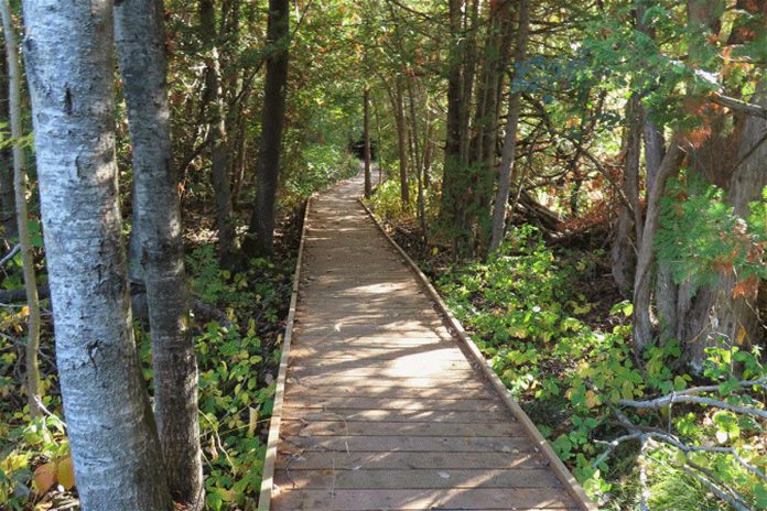 Robert Johnston EcoForest Trails in Douro-Dummer is a network of trails totally six kilometres through ponds, wetlands, large beech trees, hardwood forests, a drumlin, and lots of dog strangling vine. Ideal for viewing the changing fall colours, the Wildlife Trail offers expansive and open views of the rolling lands. (Photo: 2oldguyswalking.wordpress.com) 
