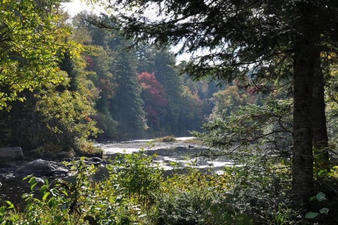 The Dahl Forest in Haliburton County contains almost 500 acres, and features mixed forests and Burnt River. The property contains seven hiking trails totalling five kilometres of forest, wetlands, and open areas.  (Photo: Haliburton County Tourism)