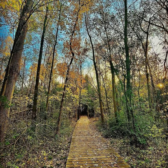 The Trent University Wildlife Sanctuary Nature Area offers an unbeatable display when the fall colours are peaking. The three trails on the property explore various ecosystems include wetlands, regenerating agricultural fields, areas of cedar, and young deciduous forests that provide habitat to a range of wildlife. (Photo: Shirlanne Pawley-Boyd / Instagram) 