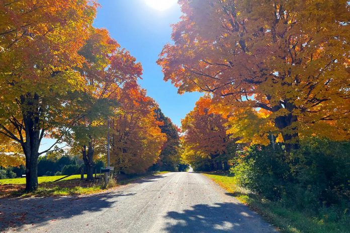 One of the best ways to enjoy the fall colours throughout the City of Kawartha Lakes is to take a leisurely drive between the many small towns in cottage country. From Bobcaygeon to Fenelon Falls, Buckhorn, or Omemee, there are many roads to take through the red and gold foliage. (Photo: Kawartha Lakes Tourism)