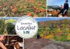 This edition of kawarthaNOW's "Kawartha Localist" editorial series features fun fall destinations across the greater Kawarthas region, including MacArthur's Pumpkin Patch in Oakwood, the Hike Haliburton festival, Applefest at Lang Pioneer Village Museum in Keene, the Apsley Autumn Studio Tour, McQuaid's County Market in Omemee, Pieter's Appleyard in Colborne, Kawartha Farmfest in Kawartha Lakes, Bragg Farms in Clarington, Pumpkinfest at Buckhorn Berry Farm, Stellmar Farm in Little Britain, the Lindsay Ex, and more. (kawarthaNOW collage)