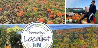 This edition of kawarthaNOW's "Kawartha Localist" editorial series features fun fall destinations across the greater Kawarthas region, including MacArthur's Pumpkin Patch in Oakwood, the Hike Haliburton festival, Applefest at Lang Pioneer Village Museum in Keene, the Apsley Autumn Studio Tour, McQuaid's County Market in Omemee, Pieter's Appleyard in Colborne, Kawartha Farmfest in Kawartha Lakes, Bragg Farms in Clarington, Pumpkinfest at Buckhorn Berry Farm, Stellmar Farm in Little Britain, the Lindsay Ex, and more. (kawarthaNOW collage)