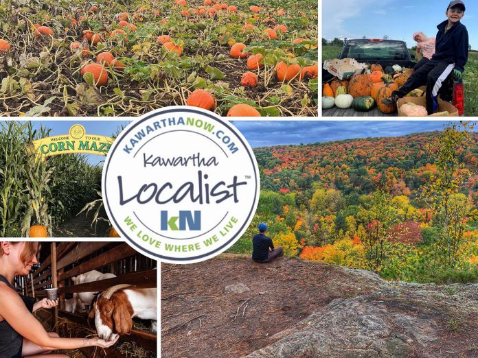 This edition of kawarthaNOW's "Kawartha Localist" editorial series features fun fall destinations across the greater Kawarthas region, including MacArthur's Pumpkin Patch in Oakwood, the Hike Haliburton festival, Applefest at Lang Pioneer Village Museum in Keene, the Apsley Autumn Studio Tour, McQuaid's County Market in Omemee, Pieter's Appleyard in Colborne, Kawartha Farmfest in Kawartha Lakes, Bragg Farms in Clarington, Pumpkinfest at Buckhorn Berry Farm, Stellmar Farm in Little Britain, the Lindsay Ex, and more. (kawarthaNOW collage)