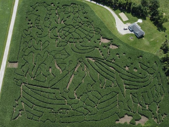 While McQuaid's Country Market in Omemee is well known for growing dozens of varieties of large pumpkins, they also have a difficult corn maze that's easy to get lost in. This year's theme is "Under the Sea," with questions relating to life under water. Those who complete their passport will be entered into a draw for the chance to win a prize pack. (Photo: McQuaid's Country Market)