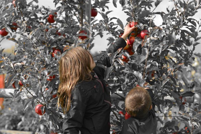 Head to Pieter's Appleyard on the Apple Route in Colborne to pick your own fruit from a range of varieties including the common apple crisp and gala to the hard-to-find liberty and silken apples. The 100-acre farm and orchard also has hiking trails with stunning views of the fall colours and Lake Ontario. (Photo: Pieter's Appleyard)
