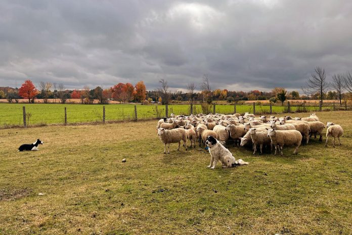 Schaiwind Farm in Woodville is one of the local farms and attractions participating in Kawartha Farmfest, hosted by the City of Kawartha Lakes on October 3, 2026. During Farmfest, you can learn about sheep farming, watch sheepdog herding, watch sheep shearing, meet the sheep and the sheepdogs that guard and heard the sheep, and more. (Photo: Schaiwind Farm)