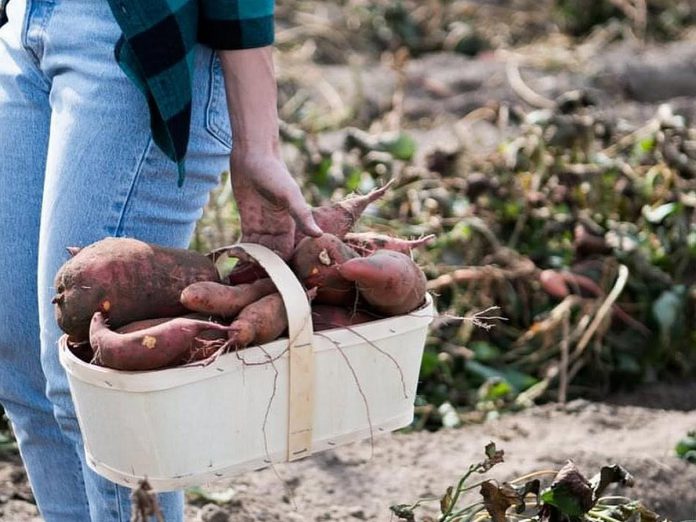 East of Northumberland County in Clarington, Bragg Farms offers a pick-your-own-potatoes experience, where you can take a tractor ride to the fields and spend the day digging up potatoes or sweet potatoes to fill a burlap sack or basket that will last the winter. At the end of your experience, you can get a taste of Bragg Farms signature and famous maple pecan sweet potato pie and sweet potato brownies. (Photo: Bragg Farms)