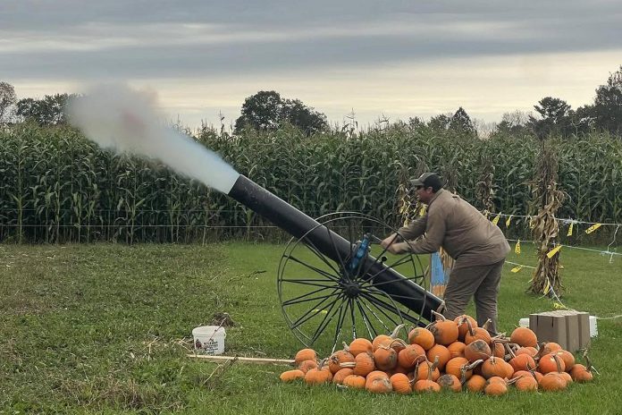 At Buckhorn Berry Farm, visitors are often amazed by the pumpkins that are regularly blasted from a canon towards targets, often exploding in the air. Other activities on the farm during Pumpkinfest include pumpkin picking, haunted forests and graveyards, corn mazes, wagon rides, bouncy castles, and more. (Photo: McLean and Buckhorn Berry Farms)