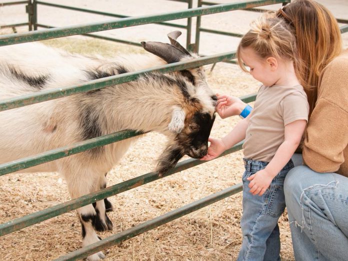 Held in 2026 from September 19 to 27, the Lindsay Exhibition is one of the largest agricultural fairs in Ontario. The annual fall fair includes fun for the whole family from truck shows and antique farm equipment demonstrations to livestock shows, horse pulls, agricultural displays, vendor booths, and a midway. (Photo: Lindsay Agricultural Society)