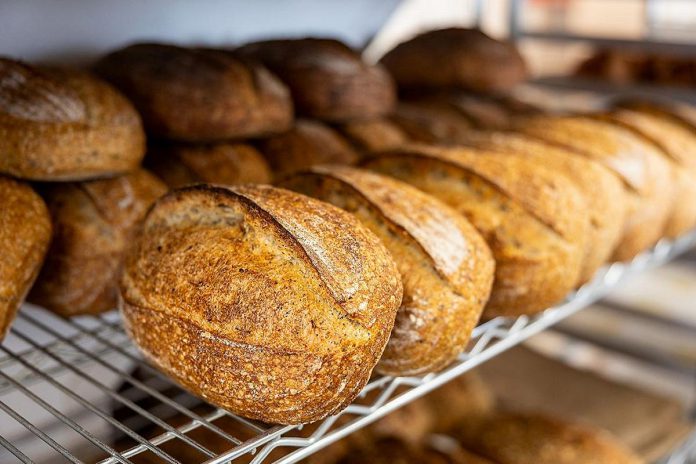 Fresh loaves of bread at Hard Winter Bakery, which is celebrating six years of its East City storefront at 133 Hunter Street East in Peterborough, which opened on the Thanksgiving weekend in 2020. (Photo courtesy of Hard Winter Bakery)