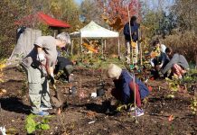 Over 20 GreenUP staff and volunteers worked together to plant a flagship Little Forest at Ecology Park on October 24, 2026. Featuring 400 native trees and shrubs, the Miyawaki-style installation is the park's latest demonstration project and help to restore canopy lost at the park in recent years. (Photo: Alex Karn / GreenUP)