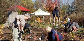 Over 20 GreenUP staff and volunteers worked together to plant a flagship Little Forest at Ecology Park on October 24, 2026. Featuring 400 native trees and shrubs, the Miyawaki-style installation is the park's latest demonstration project and help to restore canopy lost at the park in recent years. (Photo: Alex Karn / GreenUP)