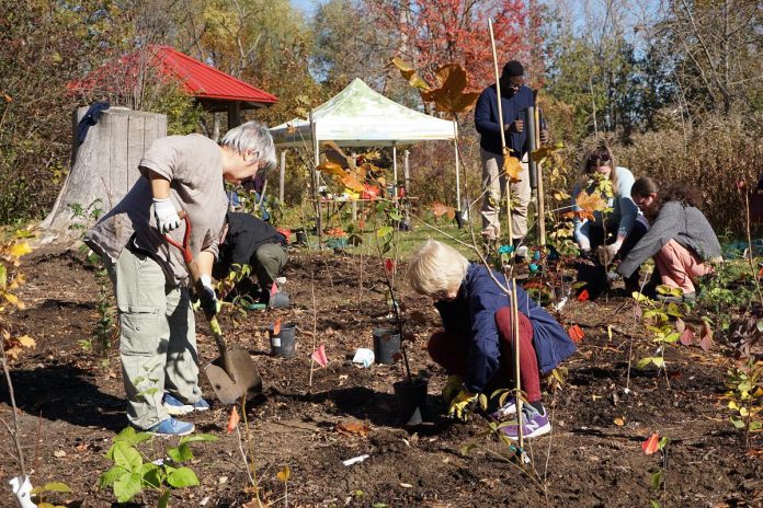 Over 20 GreenUP staff and volunteers worked together to plant a flagship Little Forest at Ecology Park on October 24, 2026. Featuring 400 native trees and shrubs, the Miyawaki-style installation is the park's latest demonstration project and help to restore canopy lost at the park in recent years. (Photo: Alex Karn / GreenUP)