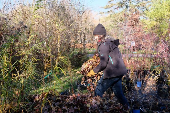 There is lots to do before staff of GreenUP's Ecology Park return to the non-profit environmental organization's downtown office for the winter, including covering ("tucking in") nursery plants with leaves to protect them from temperature fluctuations over the winter. (Photo: GreenUP)