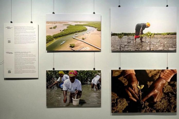 Part of the "Where Change Takes Root" photo exhibit on display at the Peterborough Public Library in downtown Peterborough until October 31, 2026. Presented by Inter Pares in collaboration with the Kawartha World Issues Centre (KWIC), the exhibit shares how women in communities in Guinea-Bissau, Senegal, and Togo are finding ways to grow food, sustain livelihoods and care for the land in the face of a changing climate. (Photo: Inter Pares / Facebook)