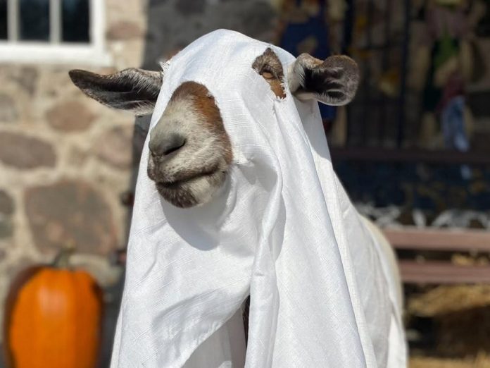 Don your Halloween costume for the annual Ghouly Goat Spooktacular event at Port Hope's Haute Goat Farm from noon to 3 p.m. on October 31. The family-friendly event will include crafts, scavenger hunts, activities, discounted wood-fired pizza, and face painting. While on the property, you can book a goat shmurgle experience or explore everything else the farm has to offer, including trails, disc golf, the Screaming Goat Café, and other animal experiences. (Photo: Haute Goat Farm)