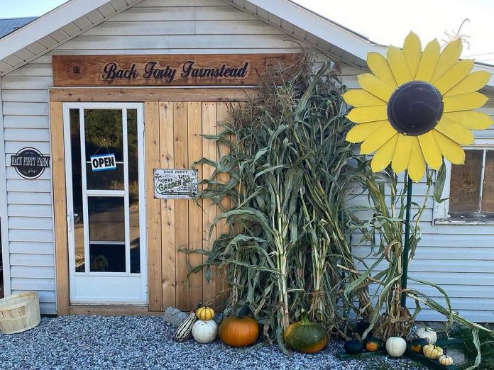 For last-minute home décor and food for your Thanksgiving dinner, drop into the Back Forty Farmstead outside Bancroft. Open sunup to sundown, the family farmstead will have cornstalks, varieties of pumpkins and gourds, homemade soaps and bug sprays, as well as limited turkeys for sale. (Photo: Back Forty Farmstead)