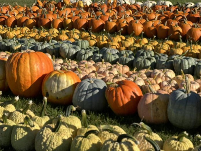 Buckhorn Berry Farm is one of many local farms across the greater Kawarthas region that will be open throughout the Thanksgiving weekend to invite guests to enjoy a pick-your-own experience. From pumpkin patches in the City of Kawartha Lakes and Peterborough County to apple picking in Northumberland County, pick-your-own experiences give you a taste of the region, while providing a family-friendly activity. (Photo: McLean Berry Farm)