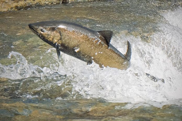 People flock to the Ganaraska River in Port Hope every fall to watch and take photos of tens of thousands of Chinook and silvery Coho salmon swimming upstream to spawn. (Photo: Lee Higginson)