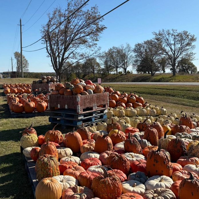 Located on Highway 28, Leahy's Farm & Market in Douro-Dummer is a one-stop shop to stock up on fall décor and produce. Over the weekend, you'll find at the market a varieties of pumpkins and gourds, as well as fall mums, apples, apple ciders, baked goods, Halloween decorations, and an abundance of other high-quality fruits and produce. The market also offers an ideal vantage point for viewing the fall colours and the team is hopeful the corn maze will be open by the weekend. (Photo: Leahy's Farm & Market)