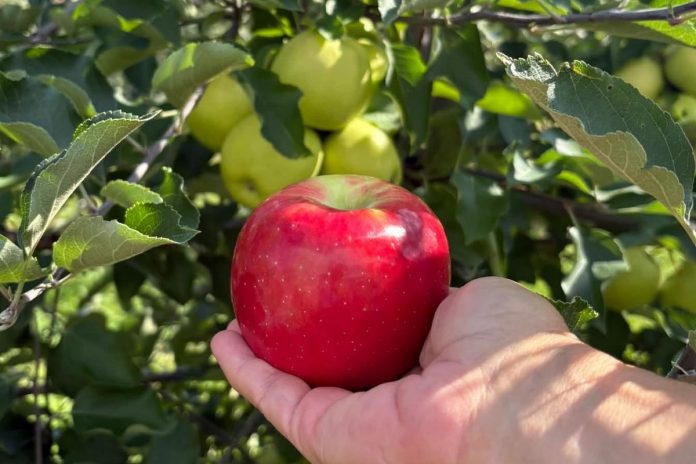 At Trowfield Landing Orchards in Selwyn Township, you'll find a large variety of pick-your-own and pre-picked apples during harvest season from August through October, with different apple varieties available at different times during the season. You can also stock up on freshly made apple cider, locally made pantry staples, honey, maple syrup, squash, gourds, pumpkins, and more. (Photo courtesy of Peterborough County Tourism)