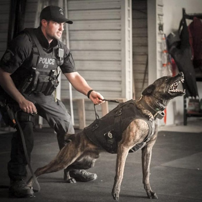 Peterborough police constable Dillon Wentworth and Gryphon in action. (Photo: Peterborough Police Service)
