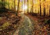 The sun rises in the background along a meandering path through an autumn forest. (Stock photo)