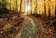 The sun rises in the background along a meandering path through an autumn forest. (Stock photo)