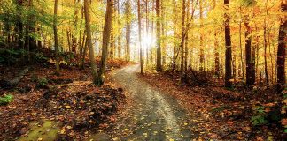 The sun rises in the background along a meandering path through an autumn forest. (Stock photo)