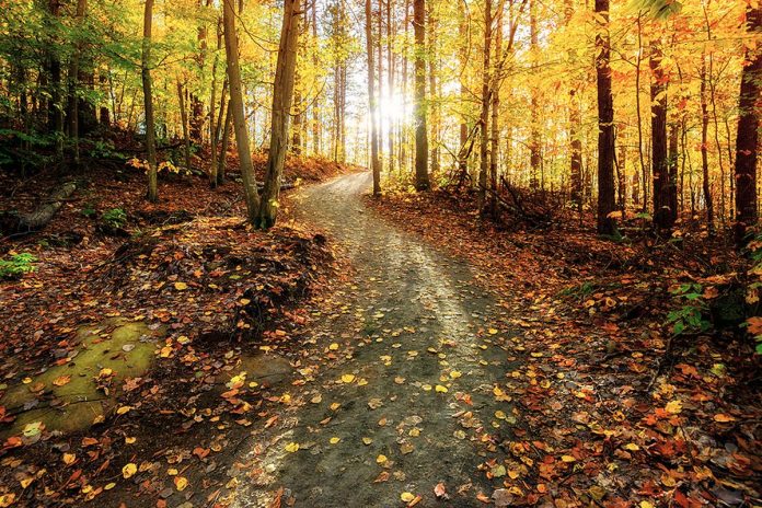 The sun rises in the background along a meandering path through an autumn forest. (Stock photo)