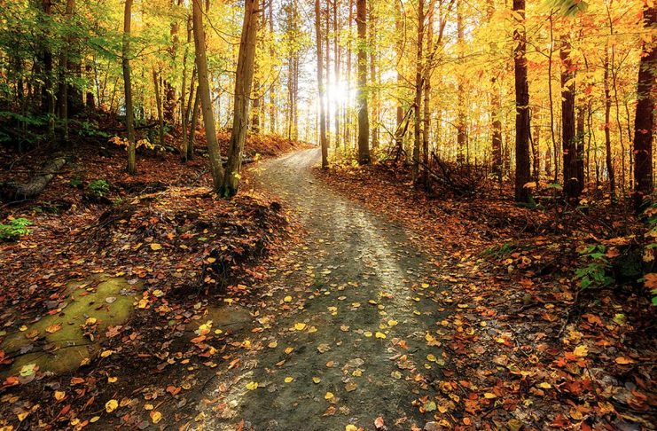 Clocks ‘fall back’ an hour when daylight saving time ends after Halloween The sun rises in the background along a meandering path through an autumn forest. (Stock photo)